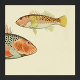 Hawkfish (Cirrhites Polytictus) Head and (Cirrhites Hemistictus). Mini Print