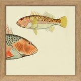 Hawkfish (Cirrhites Polytictus) Head and (Cirrhites Hemistictus). Mini Print