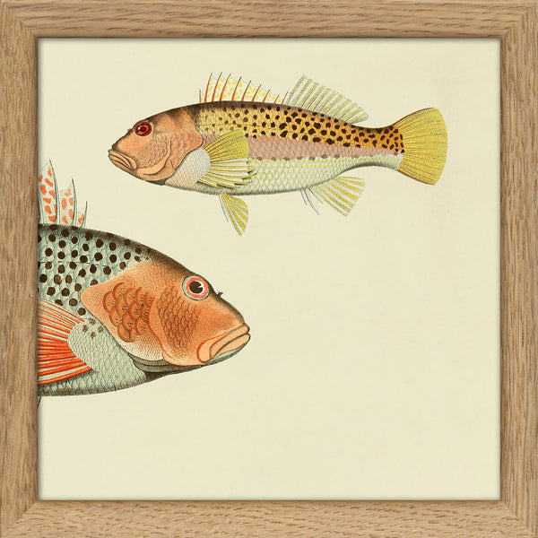 Hawkfish (Cirrhites Polytictus) Head and (Cirrhites Hemistictus). Mini Print