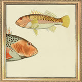 Hawkfish (Cirrhites Polytictus) Head and (Cirrhites Hemistictus). Mini Print