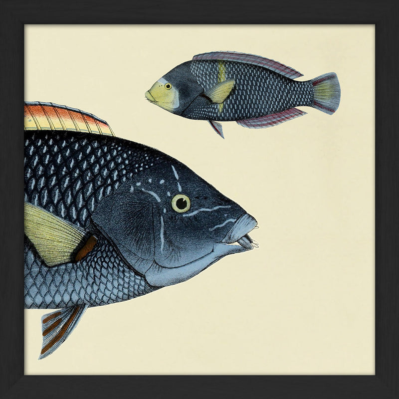 Spotted Wrasse (Anampses Diadematus) Head and Small. Mini Print