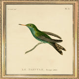 Le Parvule, Presque Adulte. Mini Print