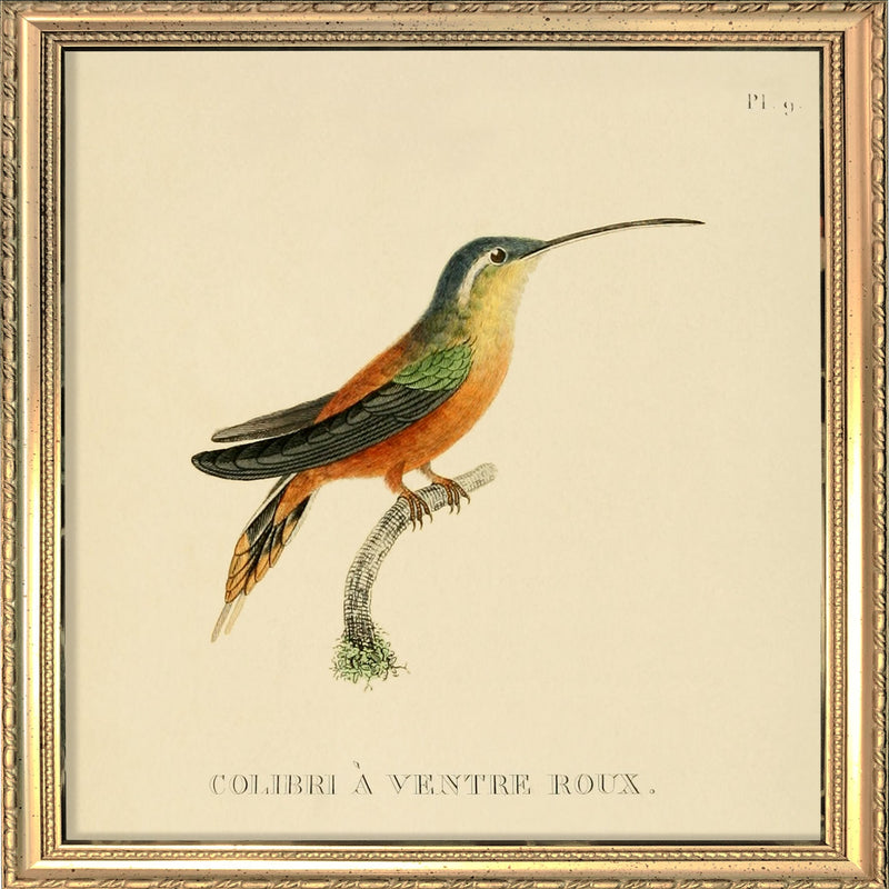 Roufus-breasted Hummingbird (Colibri à Ventre Roux). Mini Print