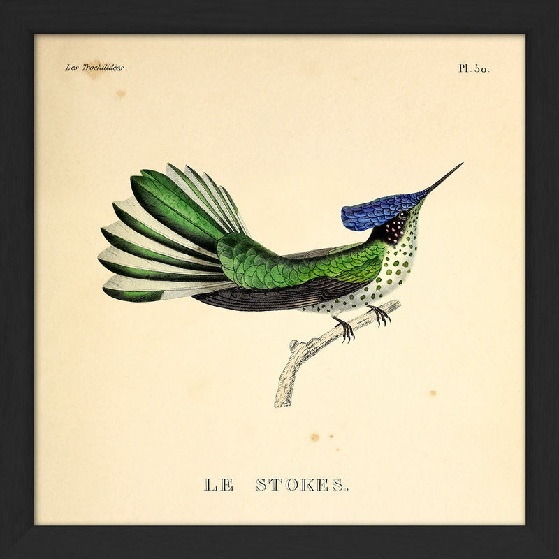 Le Stokes Hummingbird. Mini Print
