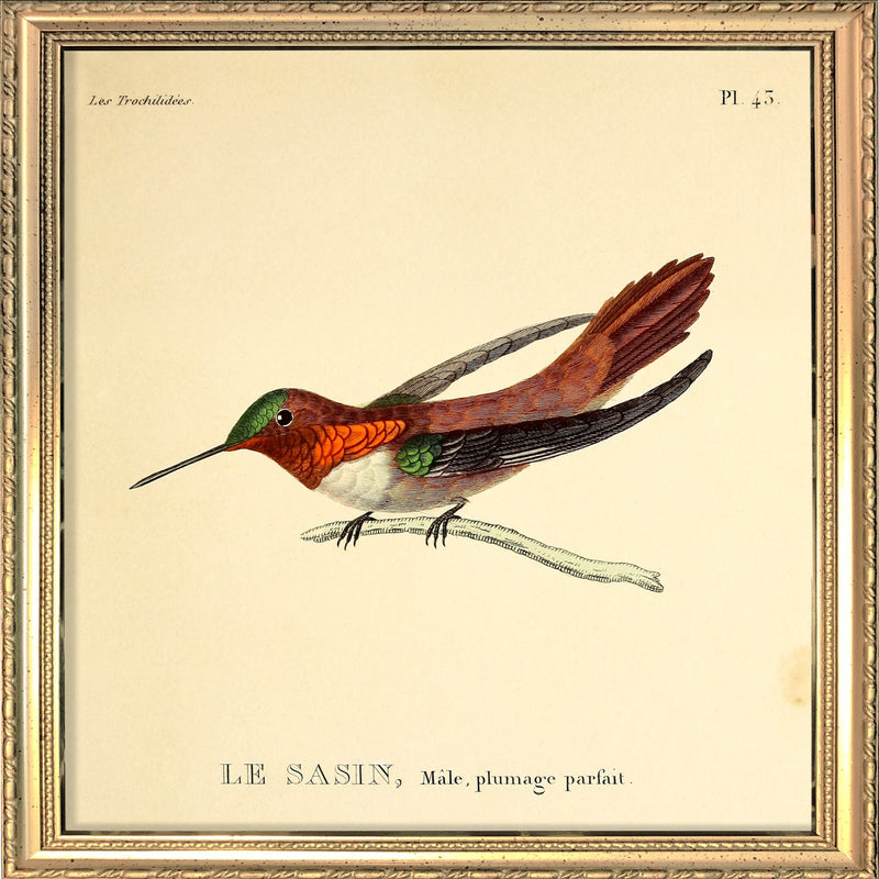 Allens Hummingbird (Le Sasin). Mini Print