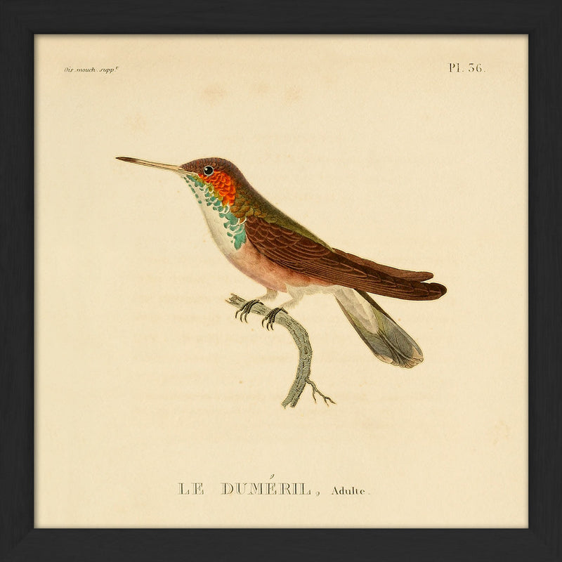 Le Duméril Hummingbird. Mini Print