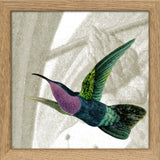 Flying Purple and Green Hummingbird. Mini Print