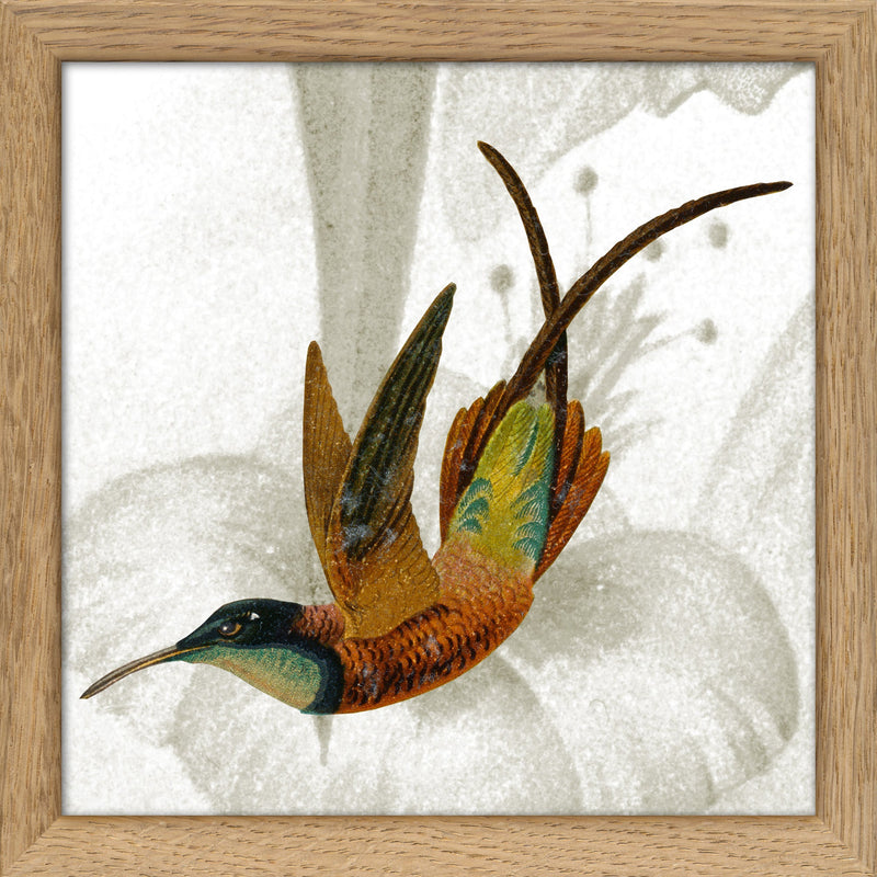 Brown Hummingbird. Mini Print