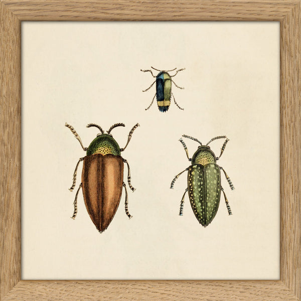 Three Beetles. Mini Print