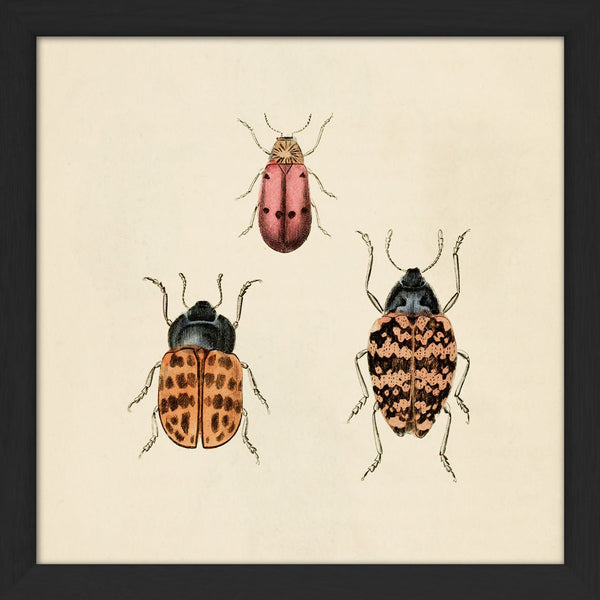 Three Beetles. Mini Print