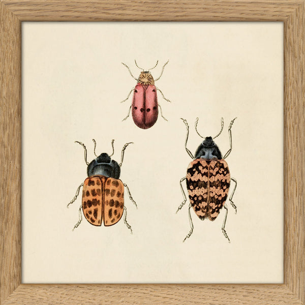 Three Beetles. Mini Print