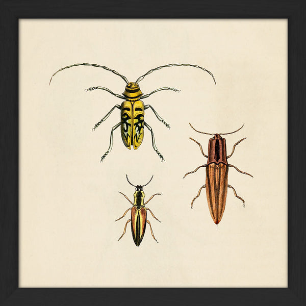 Three Beetles. Mini Print