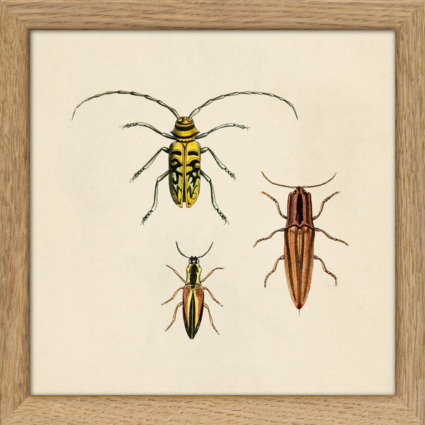 Three Beetles. Mini Print