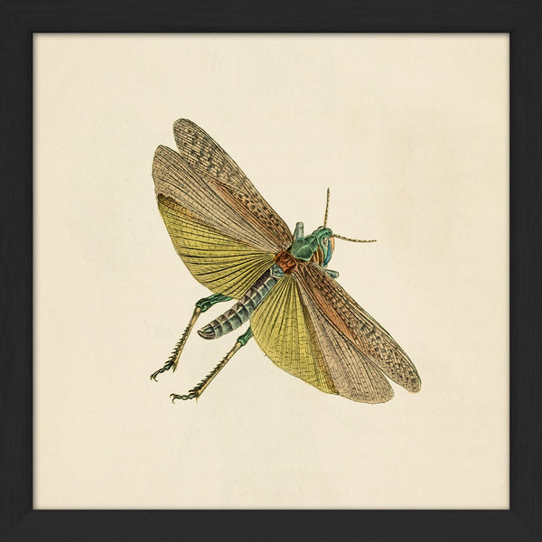 Green Moth. Mini Print