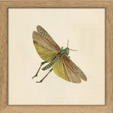 Green Moth. Mini Print