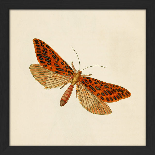 Red Moth. Mini Print