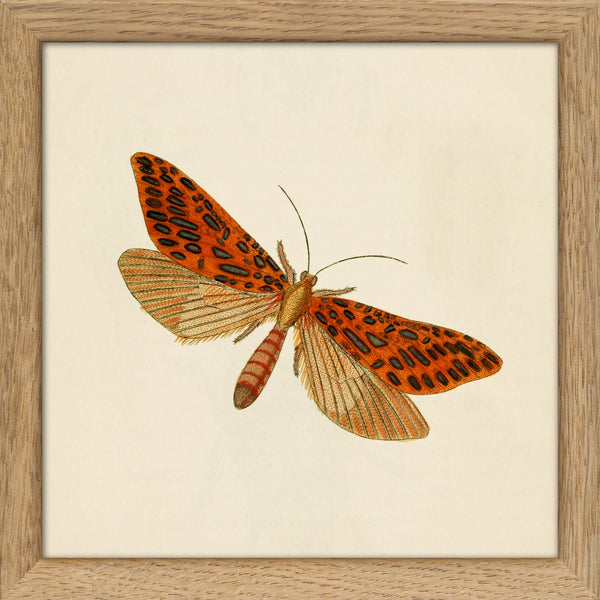 Red Moth. Mini Print