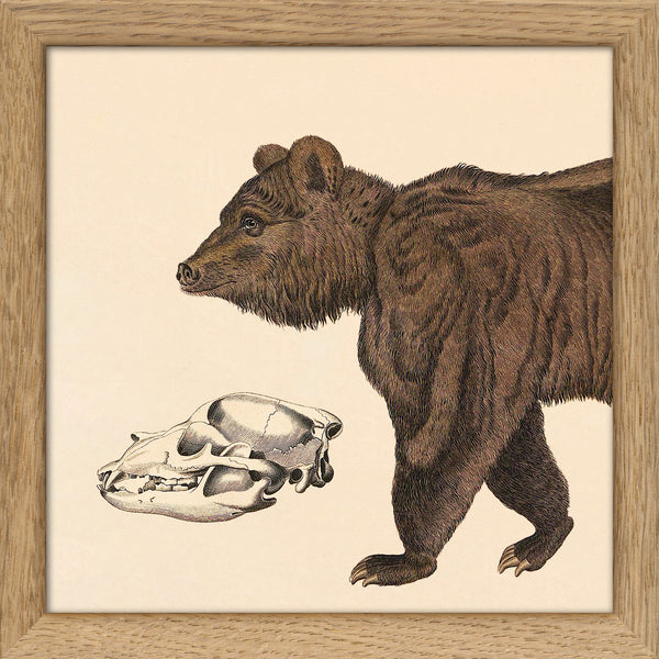 Brown Bear Front. Mini Print