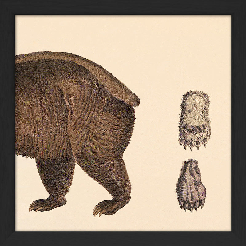 Brown Bear Rear. Mini Print