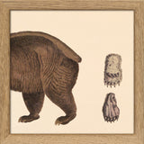 Brown Bear Rear. Mini Print