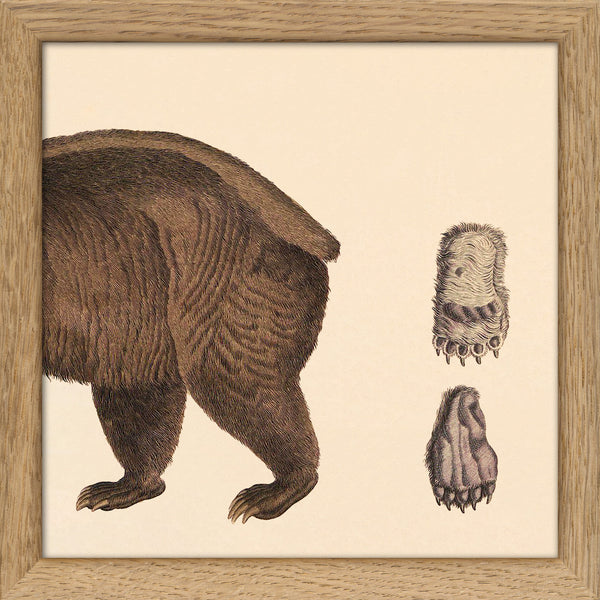 Brown Bear Rear. Mini Print