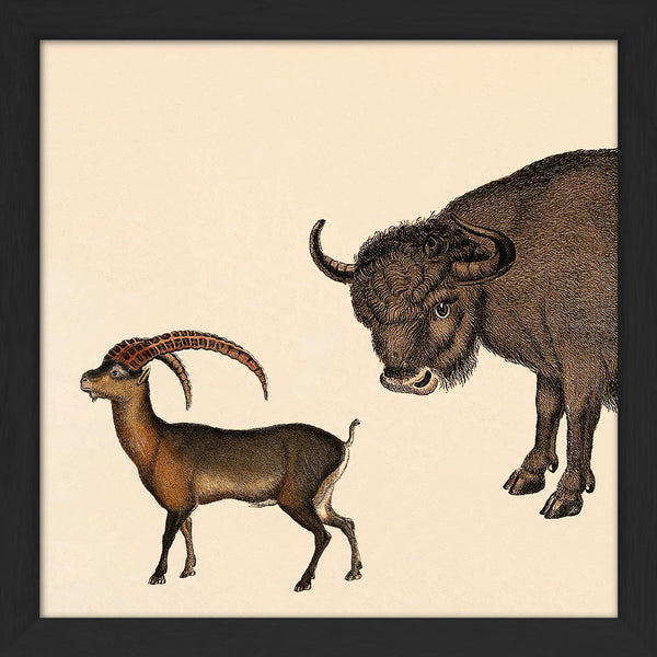 Bison and Mountain Goat. Mini Print