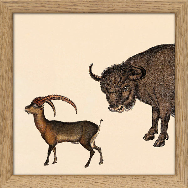 Bison and Mountain Goat. Mini Print
