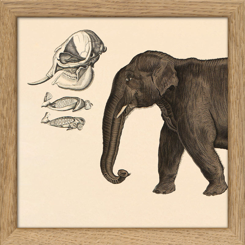 Elephant Front. Mini Print