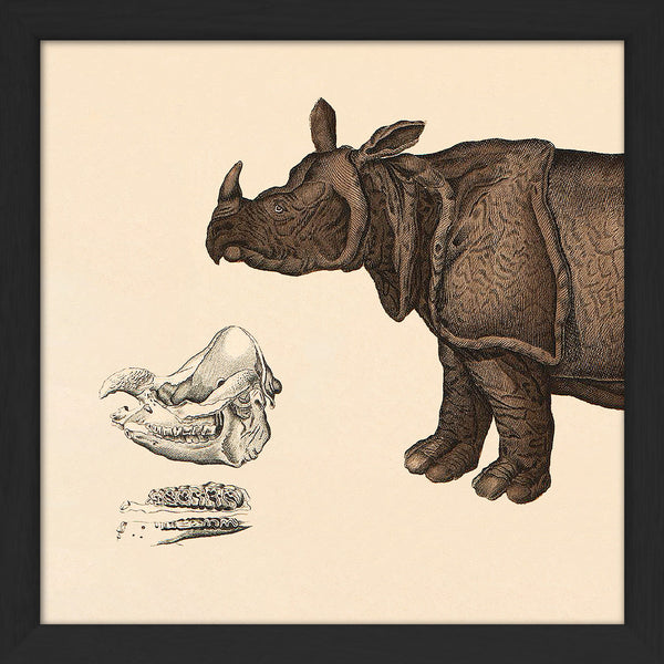 Rhinoceros Front. Mini Print