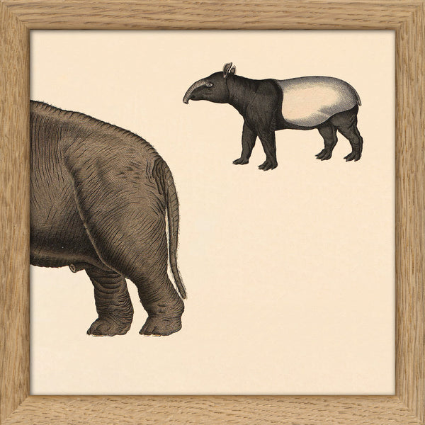 Elephant Rear and Tapir. Mini Print