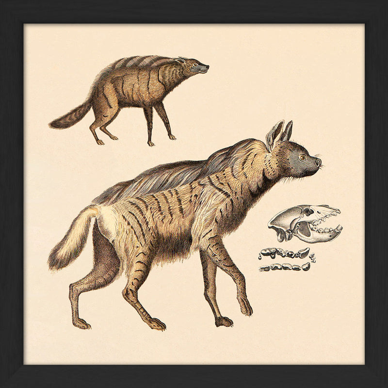 Two Striped Hyenas. Mini Print