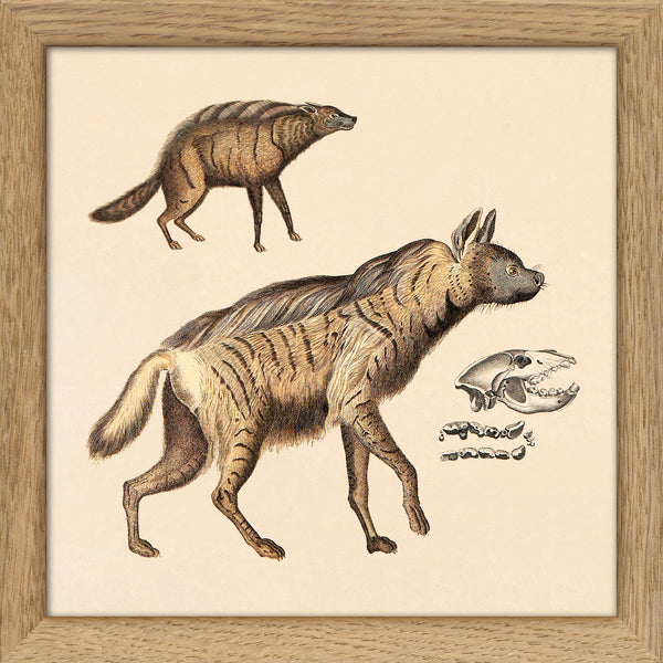 Two Striped Hyenas. Mini Print