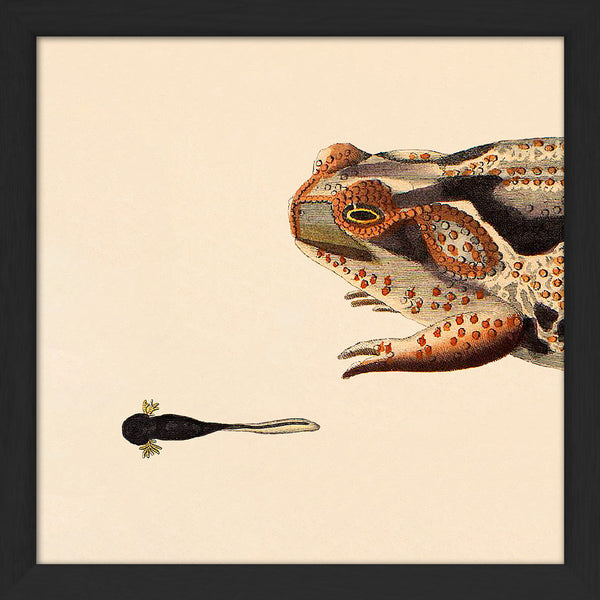 Orange Dotted Frog And Tail Toad. Mini Print