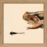 Orange Dotted Frog And Tail Toad. Mini Print