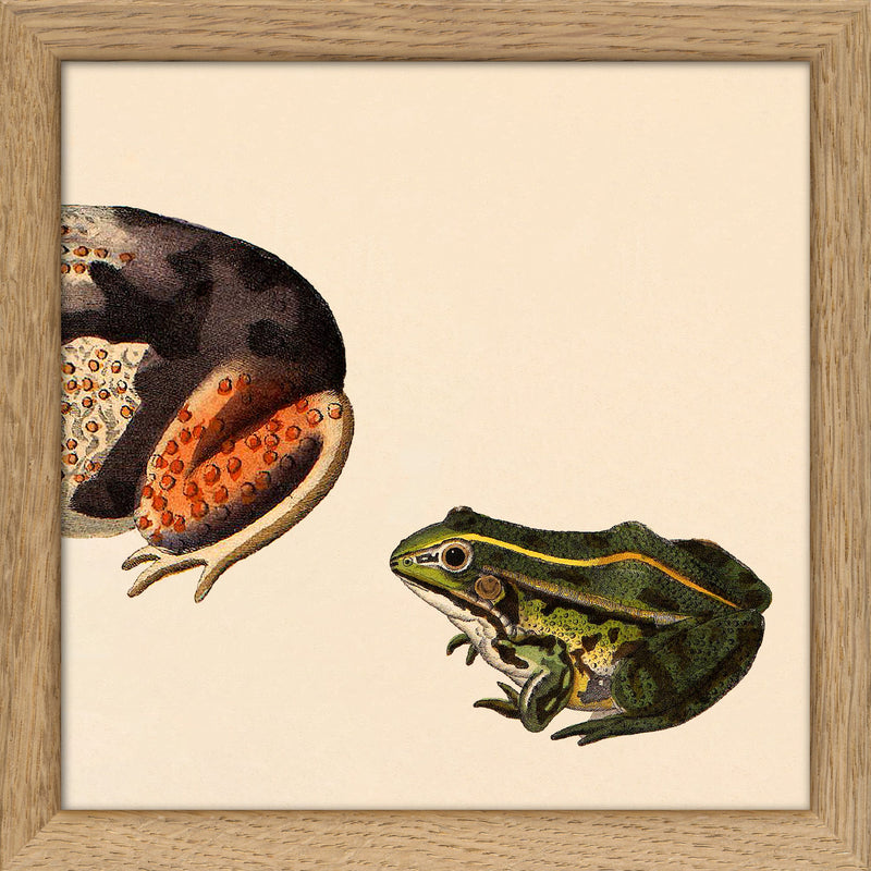Orange Dotted Frog Rear And Small Green Frog. Mini Print