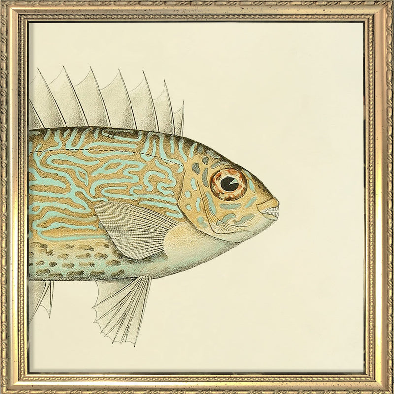 Gold Spot Rabbitfish (Teuthis Striolata) Head. Mini Print