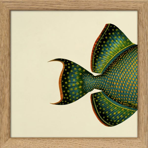 Blue Triggerfish (Balistes Fuscus) Tail. Mini Print