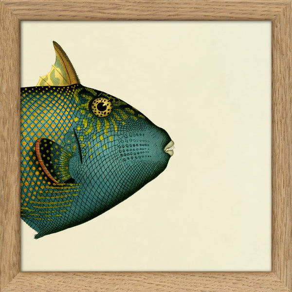 Blue Triggerfish (Balistes Fuscus) Head. Mini Print