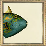Blue Triggerfish (Balistes Fuscus) Head. Mini Print
