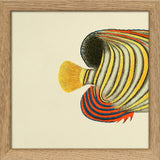 Yellow Striped Fish Tail. Mini Print