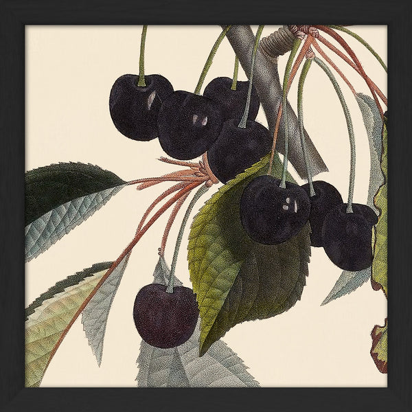 Black Cherries Close Up. Mini Print