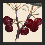 Red Cherries Close Up. Mini Print