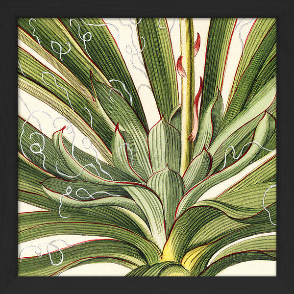 Yucca Close Up. Mini Print