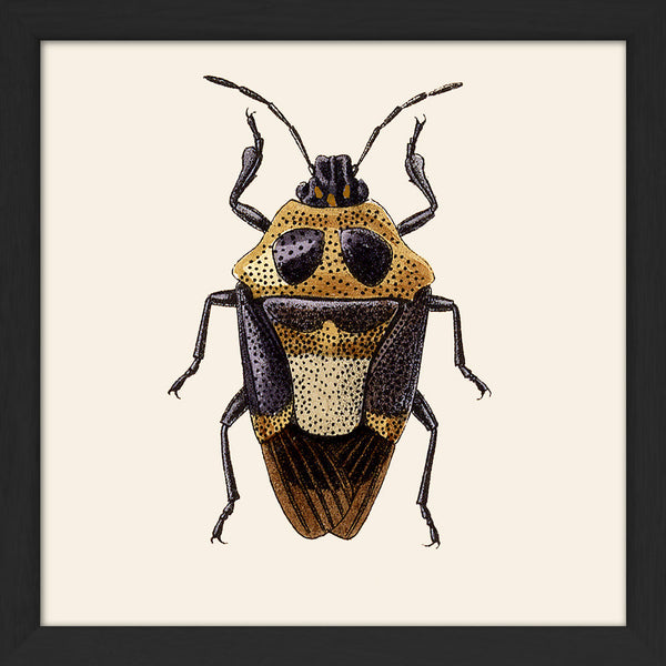 Beetle. Mini Print