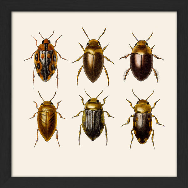 Six Beetles. Mini Print