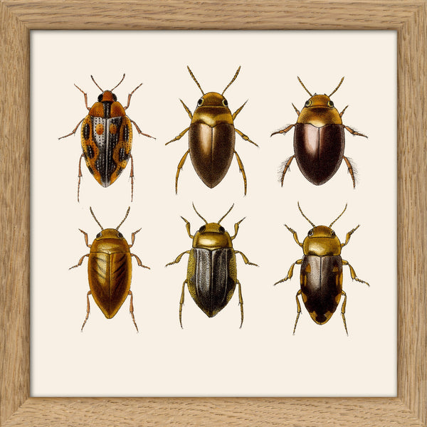 Six Beetles. Mini Print