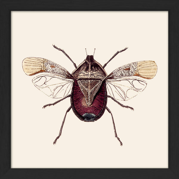 Dark Red Insect. Mini Print