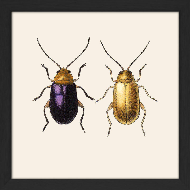 Purple and Gold Beetles. Mini Print