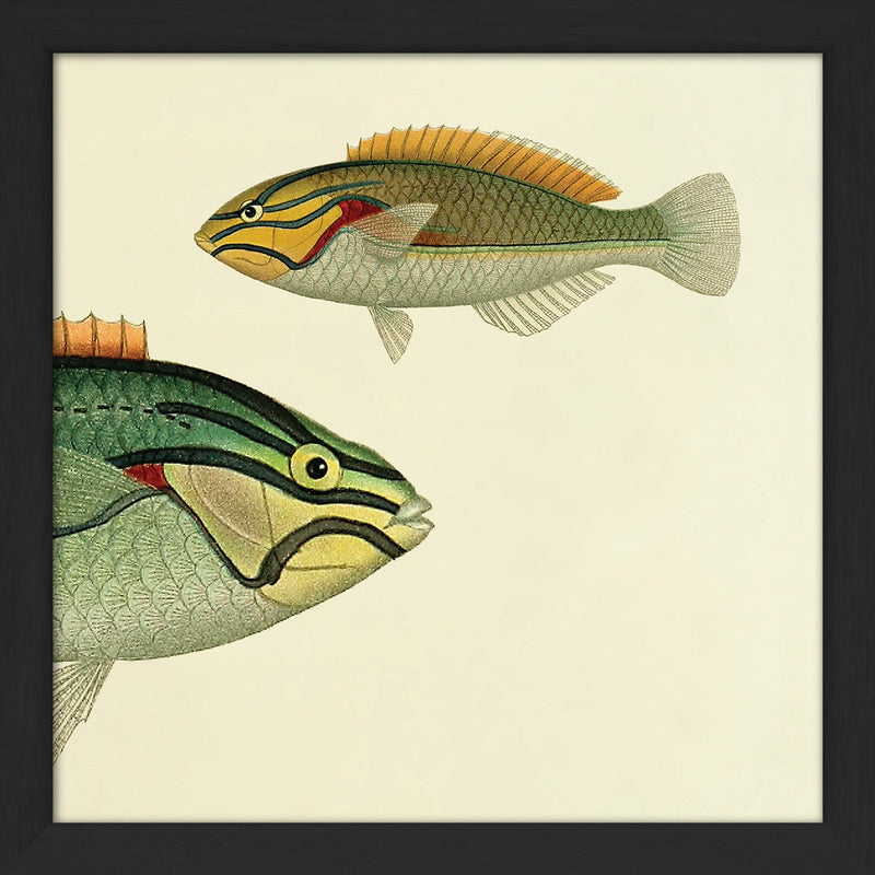 Ohua (Stethojulis Albovittata) Head and Wrasse (Stethojulis Castum). Mini Print