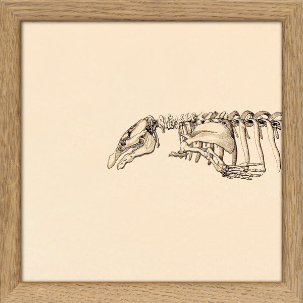 Seacow (Sirenia) Skeleton Head. Mini Print